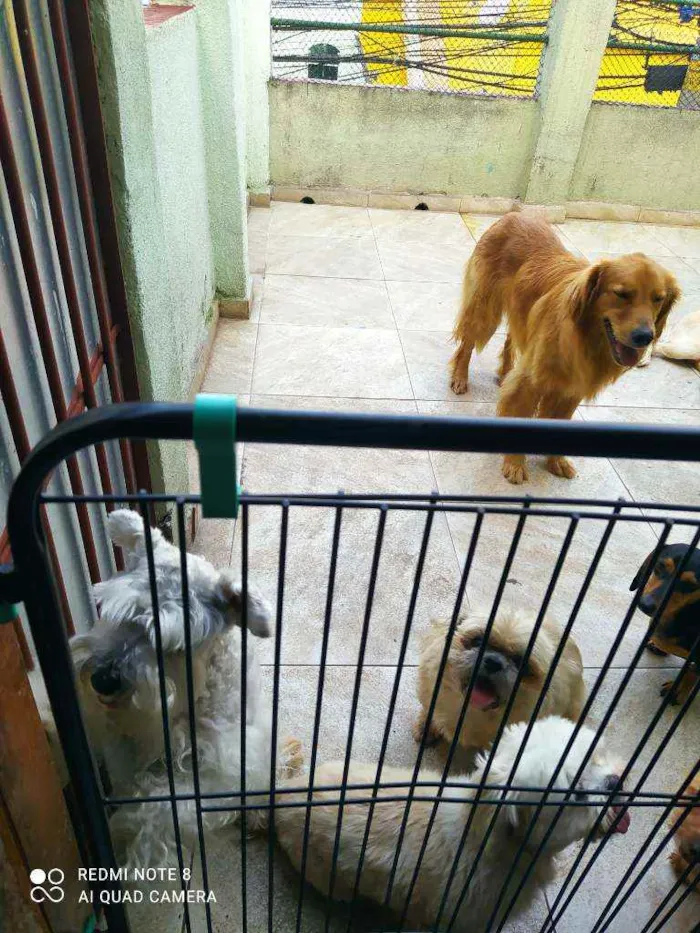 Cachorro raça Golden Retriever idade 3 anos nome Amora