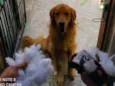 Cachorro raça Golden Retriever idade 3 anos nome Amora
