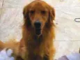 Cachorro raça Golden Retriever idade 3 anos nome Amora