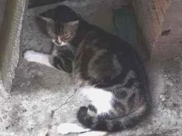 Gato ra a Raça misturada idade 4 anos nome Caça Ratos