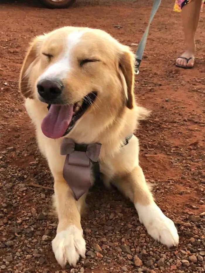 Cachorro ra a Sem raça  idade 7 a 11 meses nome Billy 