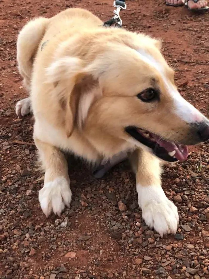 Cachorro ra a Sem raça  idade 7 a 11 meses nome Billy 