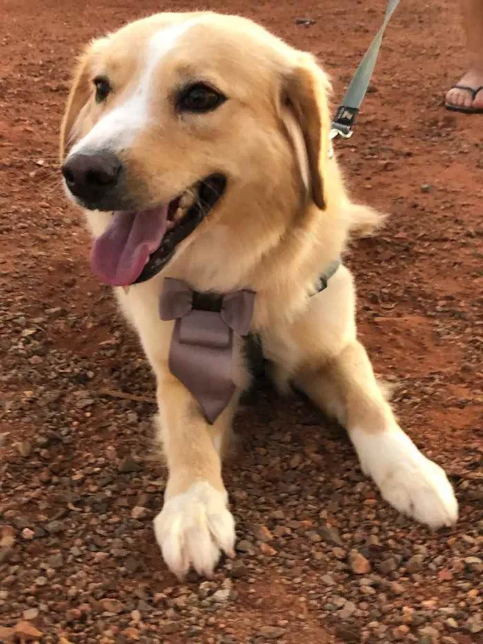 Cachorro ra a Sem raça  idade 7 a 11 meses nome Billy 