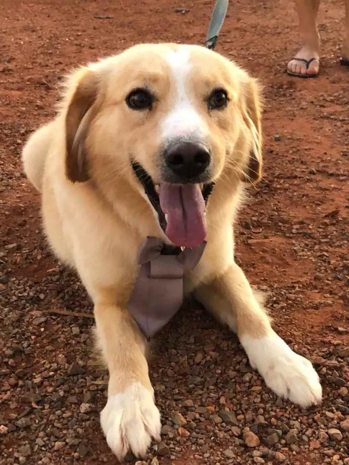 Cachorro ra a Sem raça  idade 7 a 11 meses nome Billy 