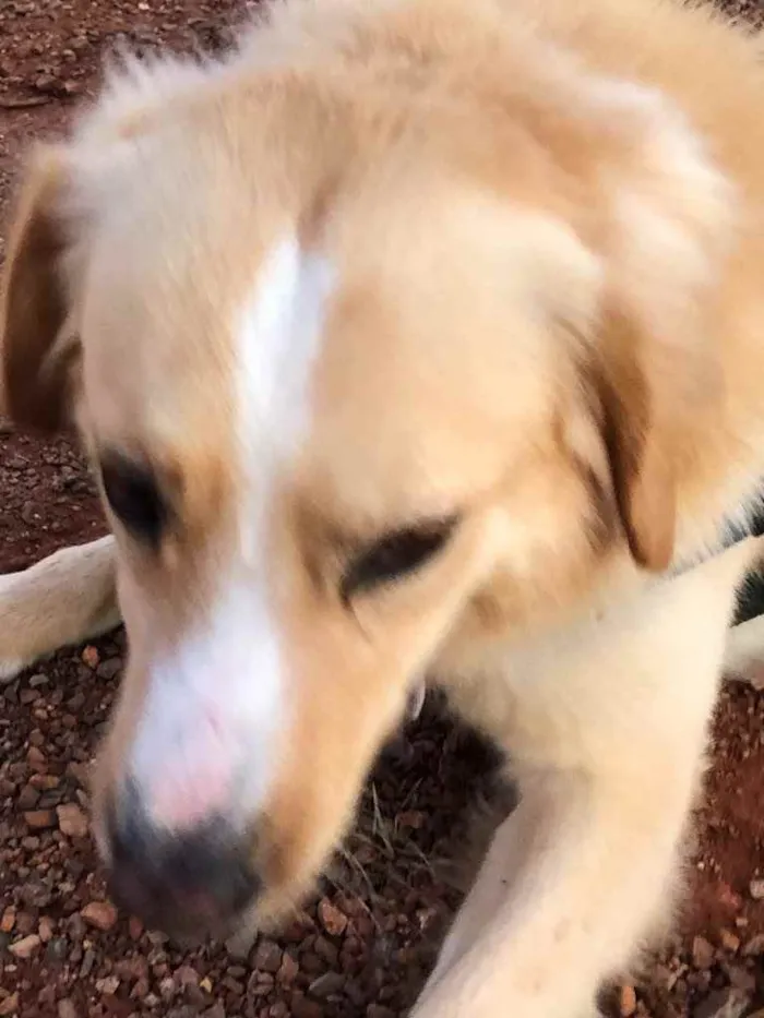 Cachorro ra a Sem raça  idade 7 a 11 meses nome Billy 