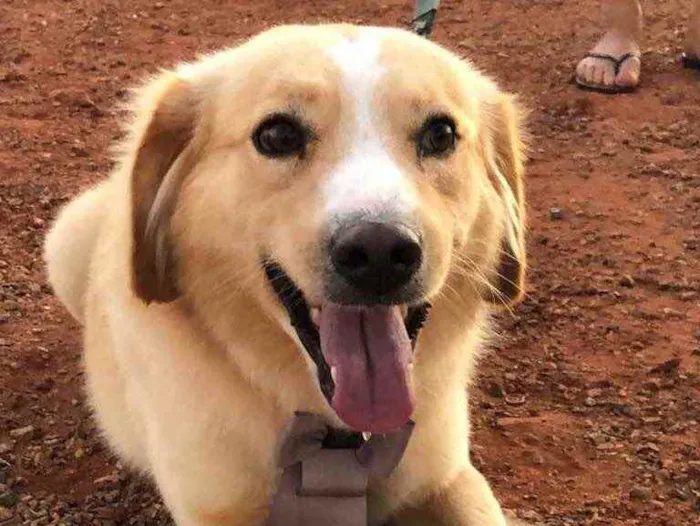 Cachorro ra a Sem raça  idade 7 a 11 meses nome Billy 