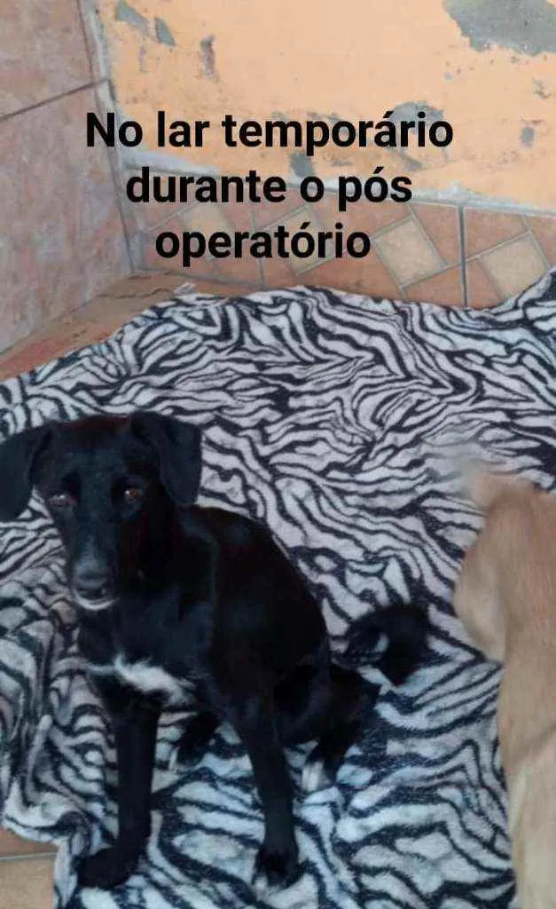Cachorro ra a SRD idade 1 ano nome Pretina