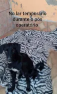 Pretina