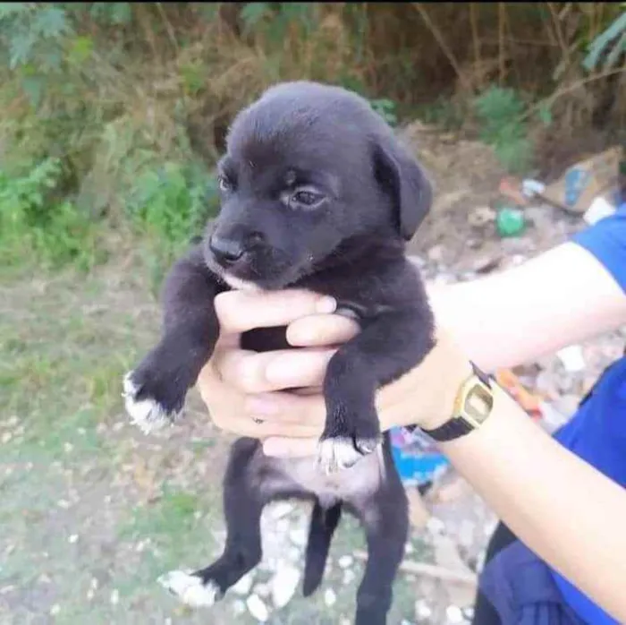 Cachorro ra a SRD idade Abaixo de 2 meses nome Pérola 