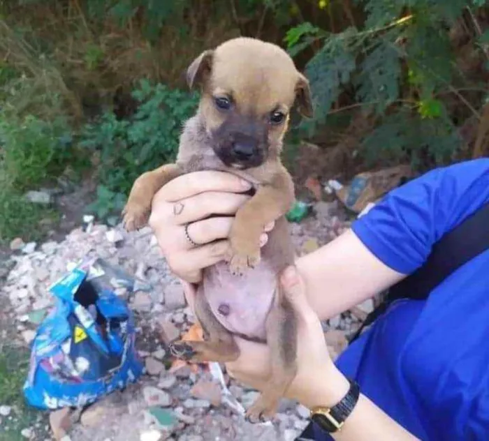 Cachorro ra a SRD idade Abaixo de 2 meses nome Caramelo