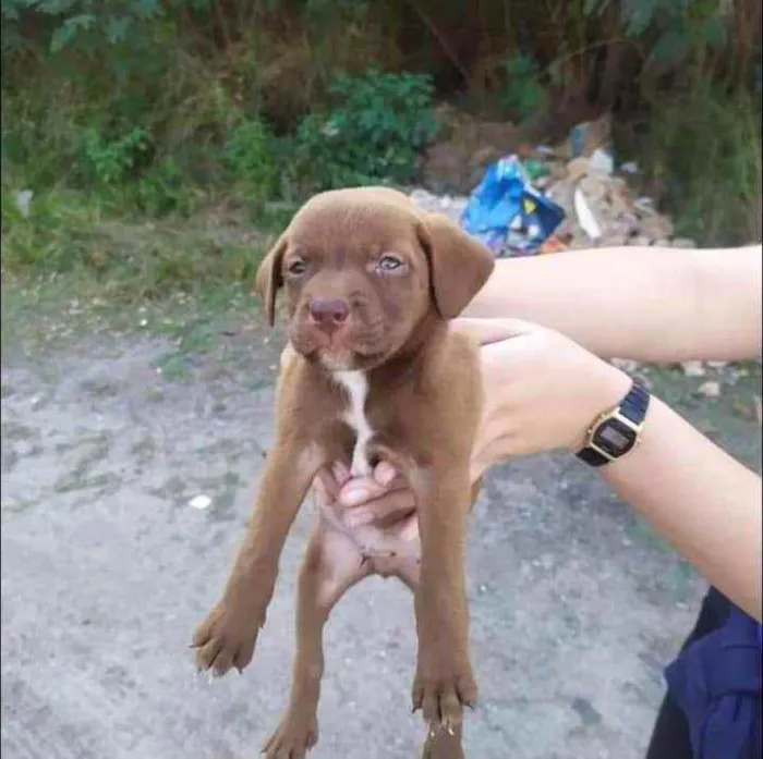 Cachorro ra a SRD idade Abaixo de 2 meses nome Chocolate 