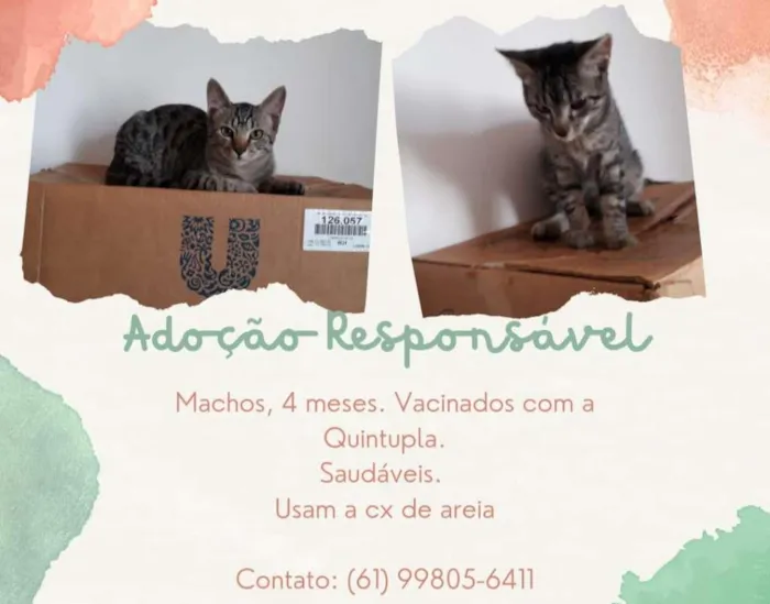 Gato ra a RND idade 2 a 6 meses nome Uriel e Miguel