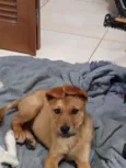 Caramelo