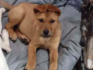 Cachorro raça SRD idade 2 a 6 meses nome Caramelo