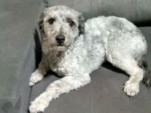 Cachorro raça SRD (Vira Lata) idade 2 anos nome Milu (Milena Luiza)