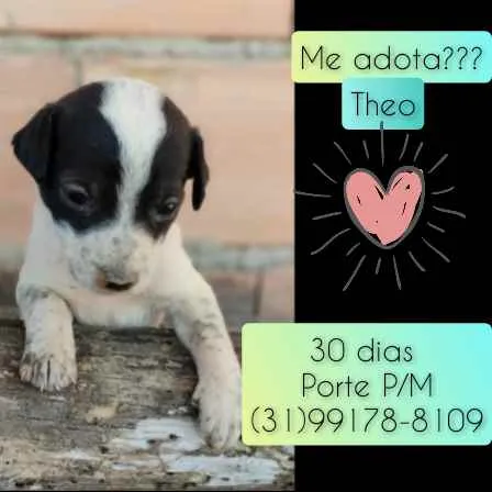 Cachorro raça SRD idade Abaixo de 2 meses nome Theo