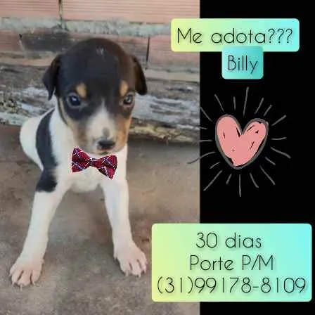 Cachorro raça SRD idade Abaixo de 2 meses nome Billy