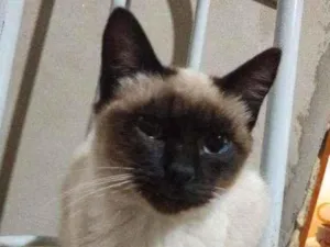 Gato raça Siamês idade 2 a 6 meses nome Lara