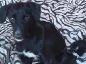 Cachorro raça SRD idade 1 ano nome Pretina