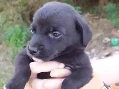 Cachorro ra a SRD idade Abaixo de 2 meses nome Pérola 