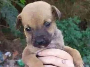 Cachorro raça SRD idade Abaixo de 2 meses nome Caramelo