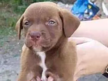 Cachorro ra a SRD idade Abaixo de 2 meses nome Chocolate 