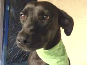 Cachorro raça SRD idade 3 anos nome Baruk