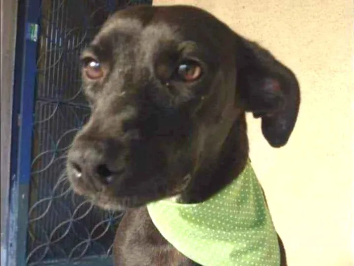 Cachorro ra a SRD idade 3 anos nome Baruk