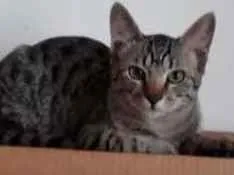 Gato ra a RND idade 2 a 6 meses nome Uriel e Miguel