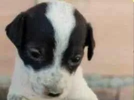 Cachorro raça SRD idade Abaixo de 2 meses nome Theo