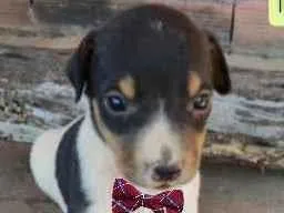 Cachorro raça SRD idade Abaixo de 2 meses nome Billy