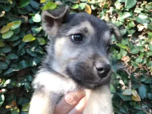 Cachorro raça SRD idade 2 a 6 meses nome Sem Nome