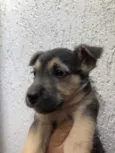 Cachorro raça SRD idade 2 a 6 meses nome Sem Nome