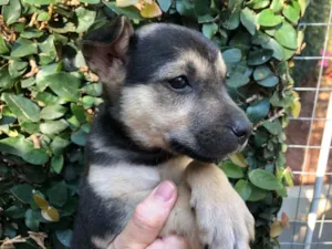 Cachorro raça SRD  idade 2 a 6 meses nome Sem Nome