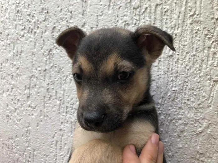 Cachorro raça SRD  idade 2 a 6 meses nome Sem Nome