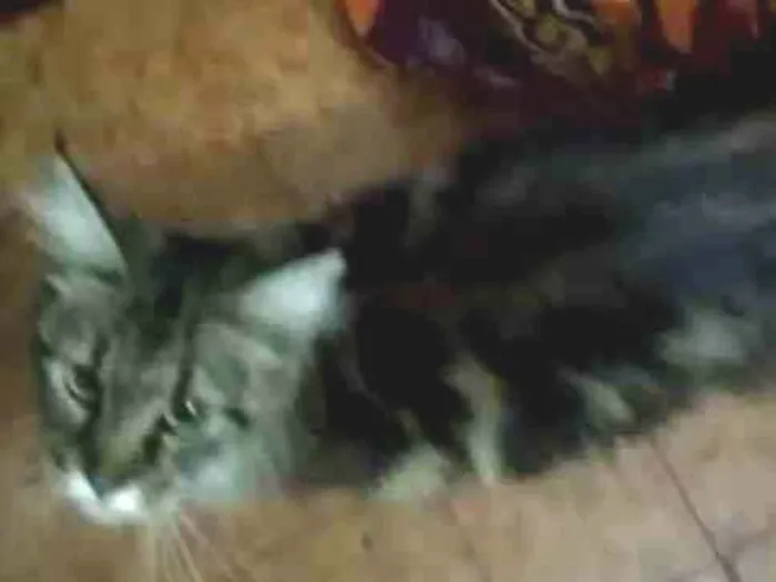 Gato ra a Desconhecida idade 1 ano nome Sem nome