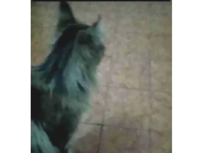Gato ra a Desconhecida idade 1 ano nome Sem nome