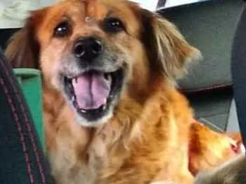 Cachorro raça Srd viea lata caramelo idade 6 ou mais anos nome Vick