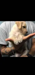 Marley