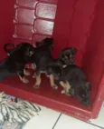 Bebês