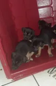 Bebês