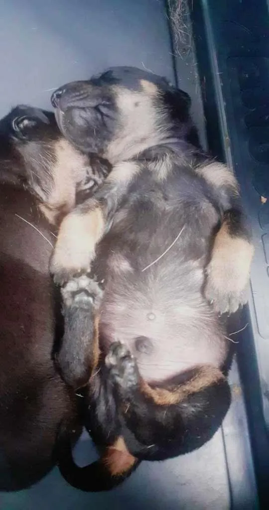 Gato ra a SRD-ViraLata idade Abaixo de 2 meses nome Bebês
