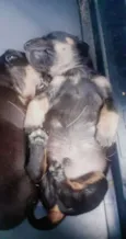 Bebês