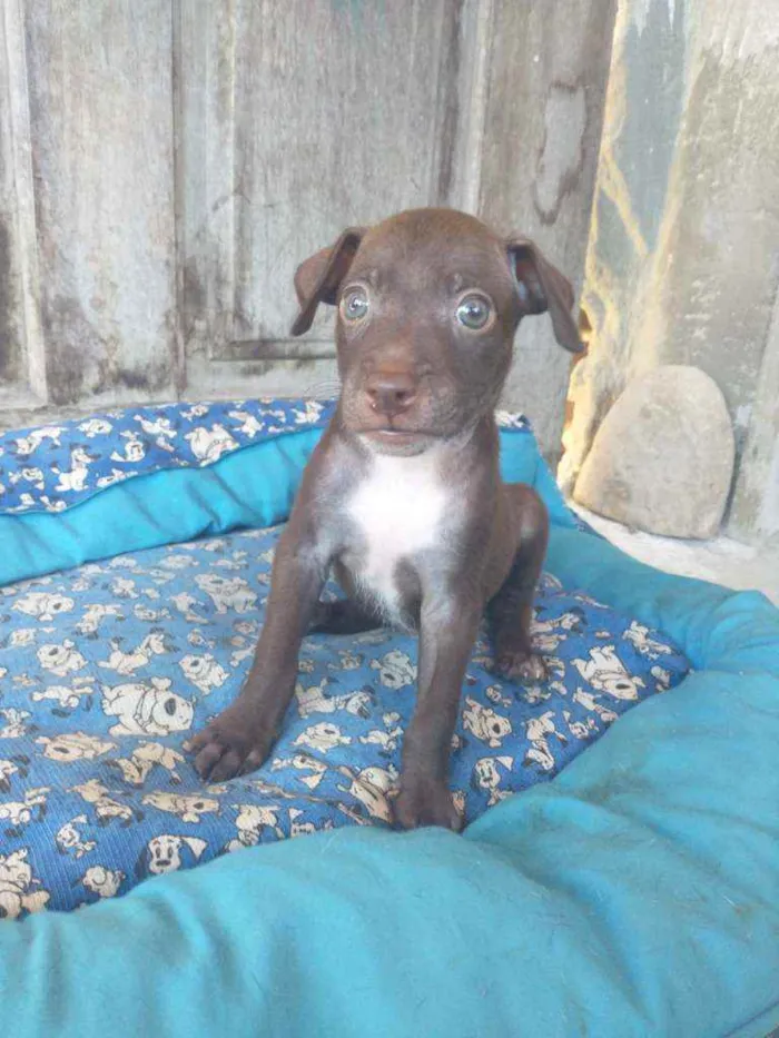 Cachorro ra a Sem raça idade Abaixo de 2 meses nome Kovu