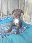 Kovu