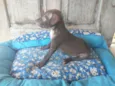 Kovu