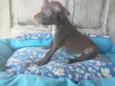 Kovu