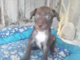 Kovu