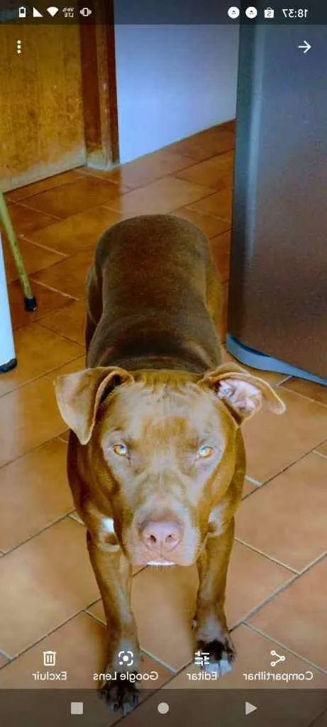 Cachorro ra a Pitbull idade 7 a 11 meses nome Odin