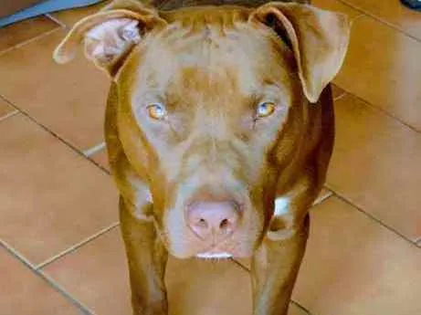 Cachorro ra a Pitbull idade 7 a 11 meses nome Odin